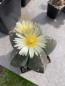Preview: Astrophytum myriostigma